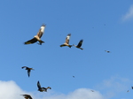 FZ023357 Red kites (Milvus milvus).jpg